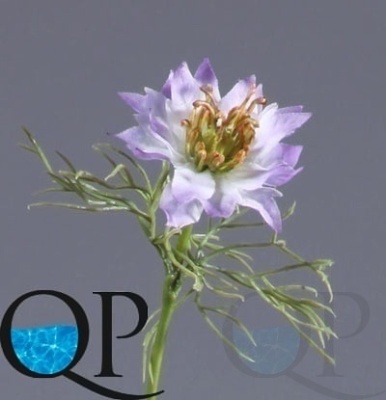 000006543_original