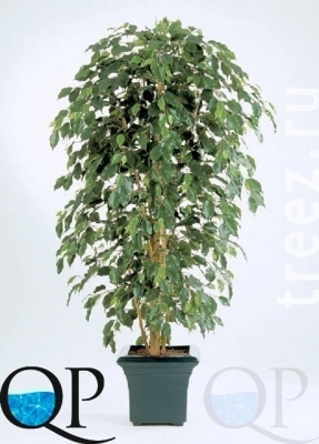 000006422_original