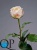 000007508_original