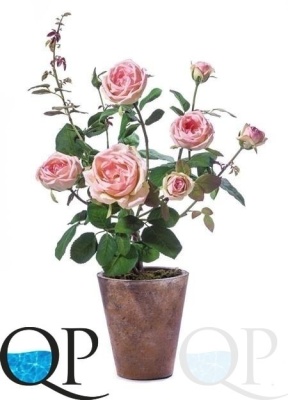 000006650_original