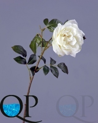 000006738_original
