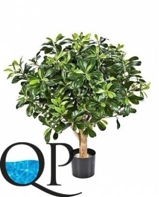 Картинка с сайта