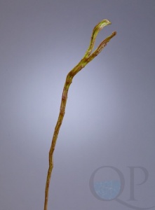 000006759_original