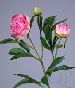 000006591_original
