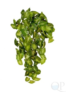 000006629_original