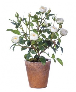 Картинка с сайта