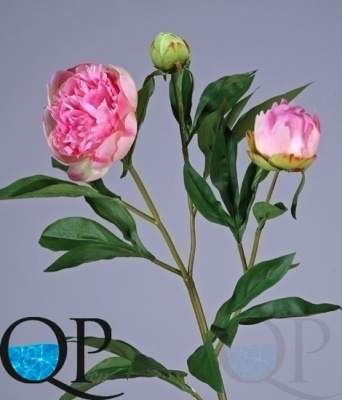 000006591_original
