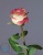 000007518_original 000007518_original
