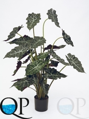 000006238_original