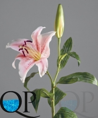 000006531_original