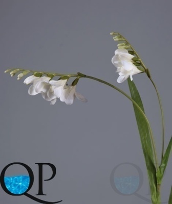 000006610_original