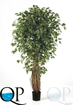 000006440_original