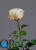 000007507_original 000007507_original