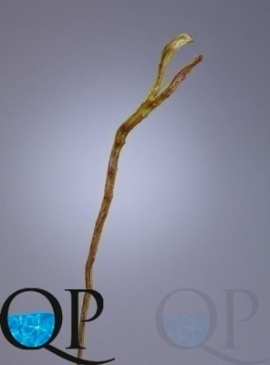 000006759_original