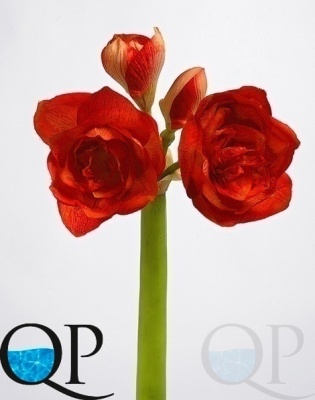 000006480_original