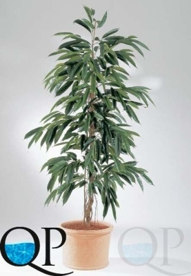 000006330_original